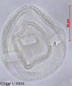 ISEM 1/Bursera_tomentosa_11901/Bursera_tomentosa_11901_0001(copy)_thumb.jpg